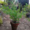 ASPARAGUS MARRY