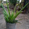 alovera plant