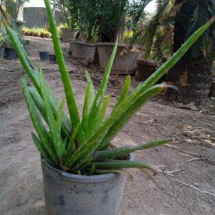 alovera plant