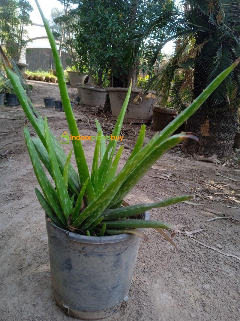 alovera plant