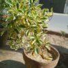 HAWAII FICUS