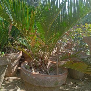 Kangi palm