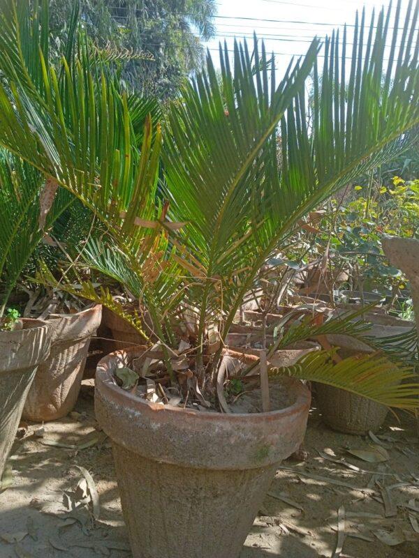 Kangi palm