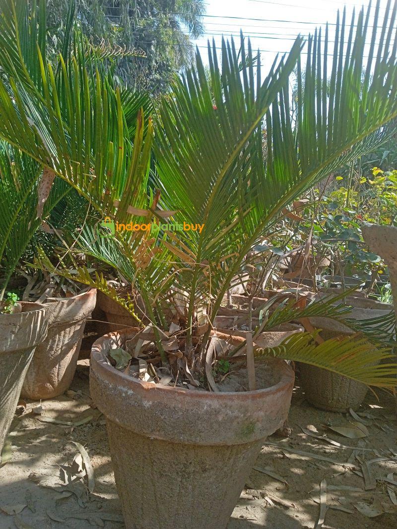 Kangi palm