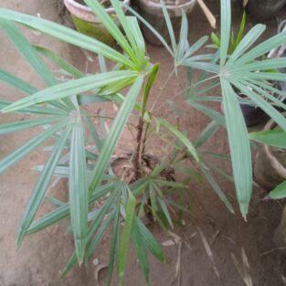 Lady Palm