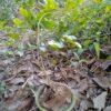 Motia or Jasmin