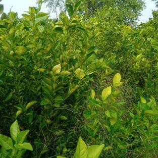 ORANGE TREE
