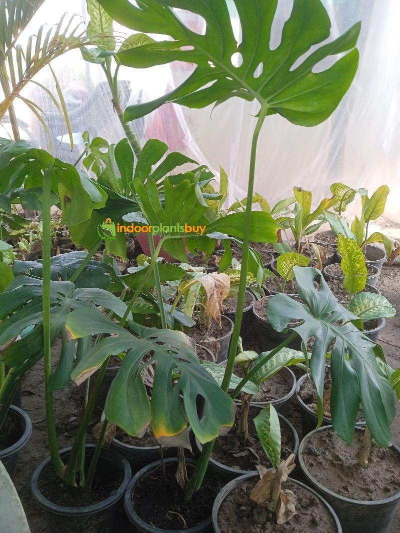 monstera plant