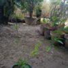 raat ki rani plant