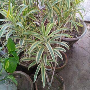 song of india plant
