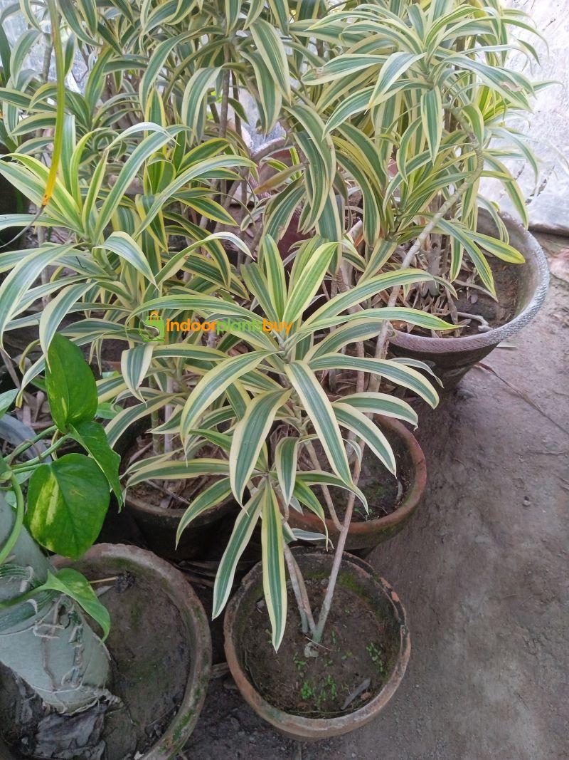 song of india plant