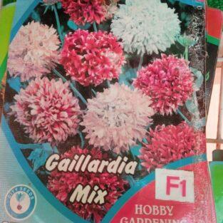 GAILLARDIA FLOWER SEEDS