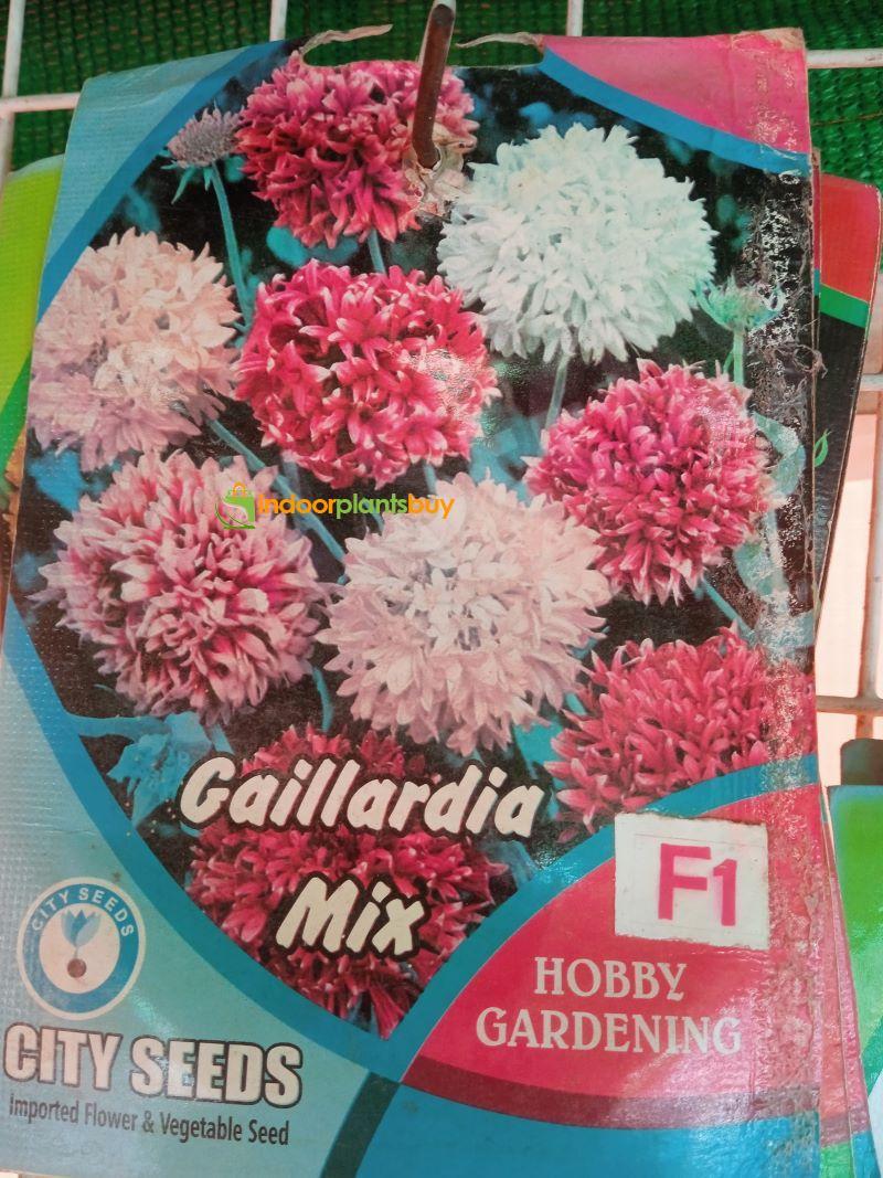 GAILLARDIA FLOWER SEEDS