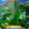 Guar seeds