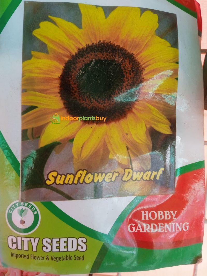 SUNFLOWER SEEDS
