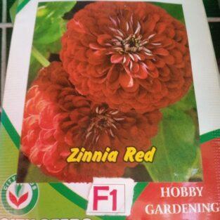 Zinnia Red