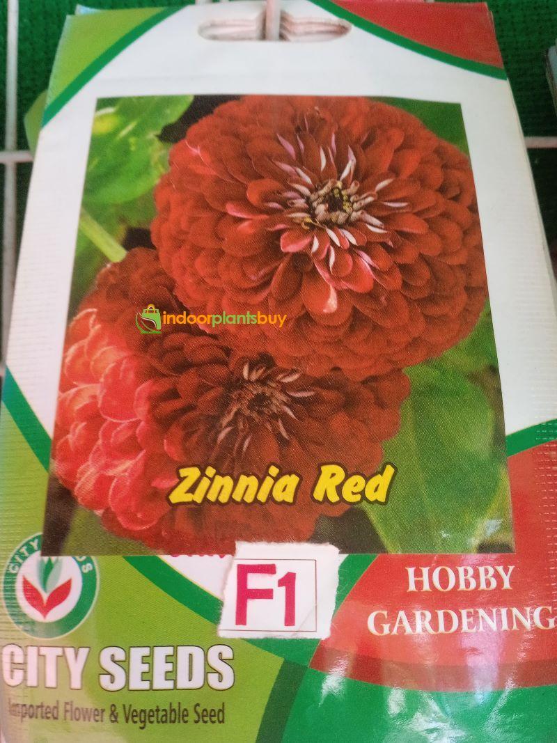 Zinnia Red
