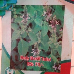 HOLY BASIL-TULSI