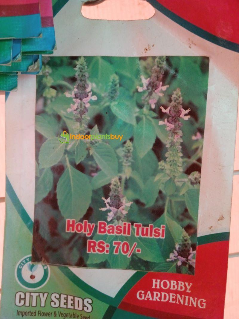 HOLY BASIL-TULSI
