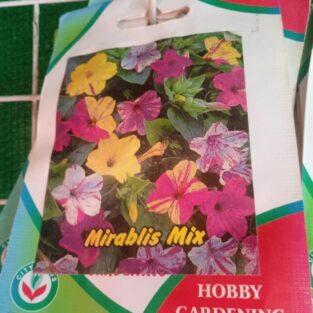 MIRABILIS SEEDS