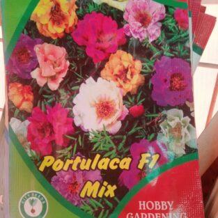 PORTULACA GRANDIFLORA