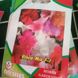 VINCA FLOWER SEEDS