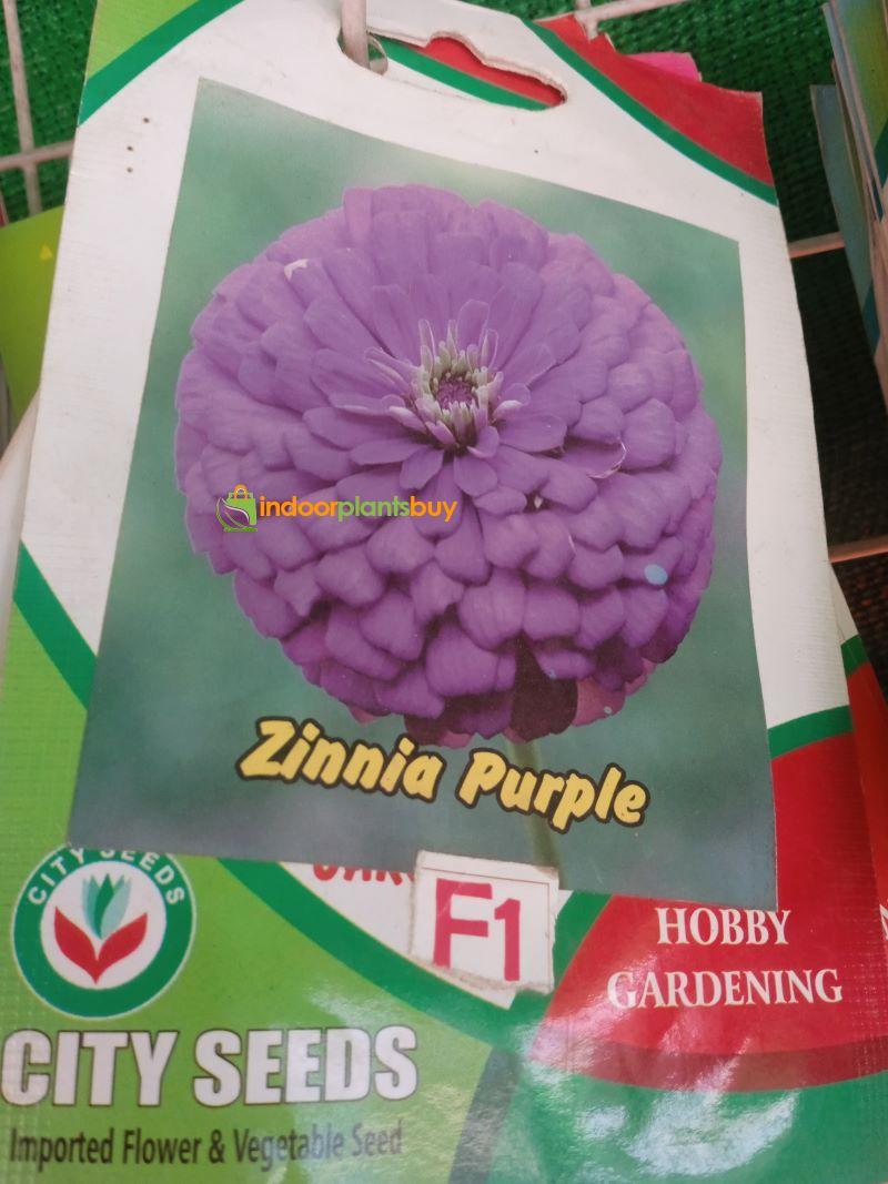 zinnia Purple