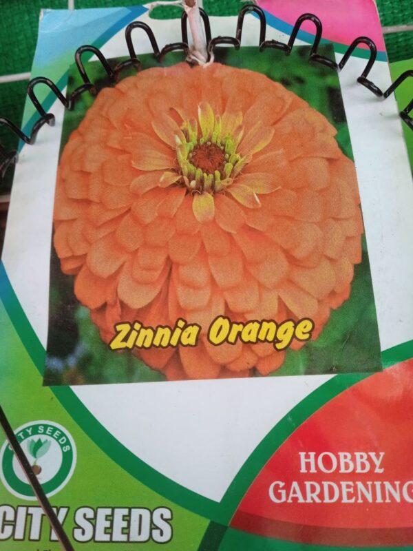 zinnia orange
