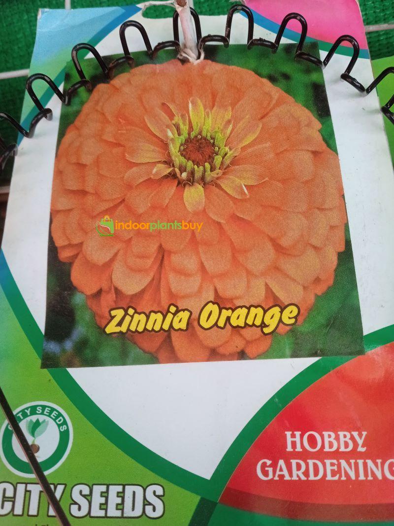 zinnia orange