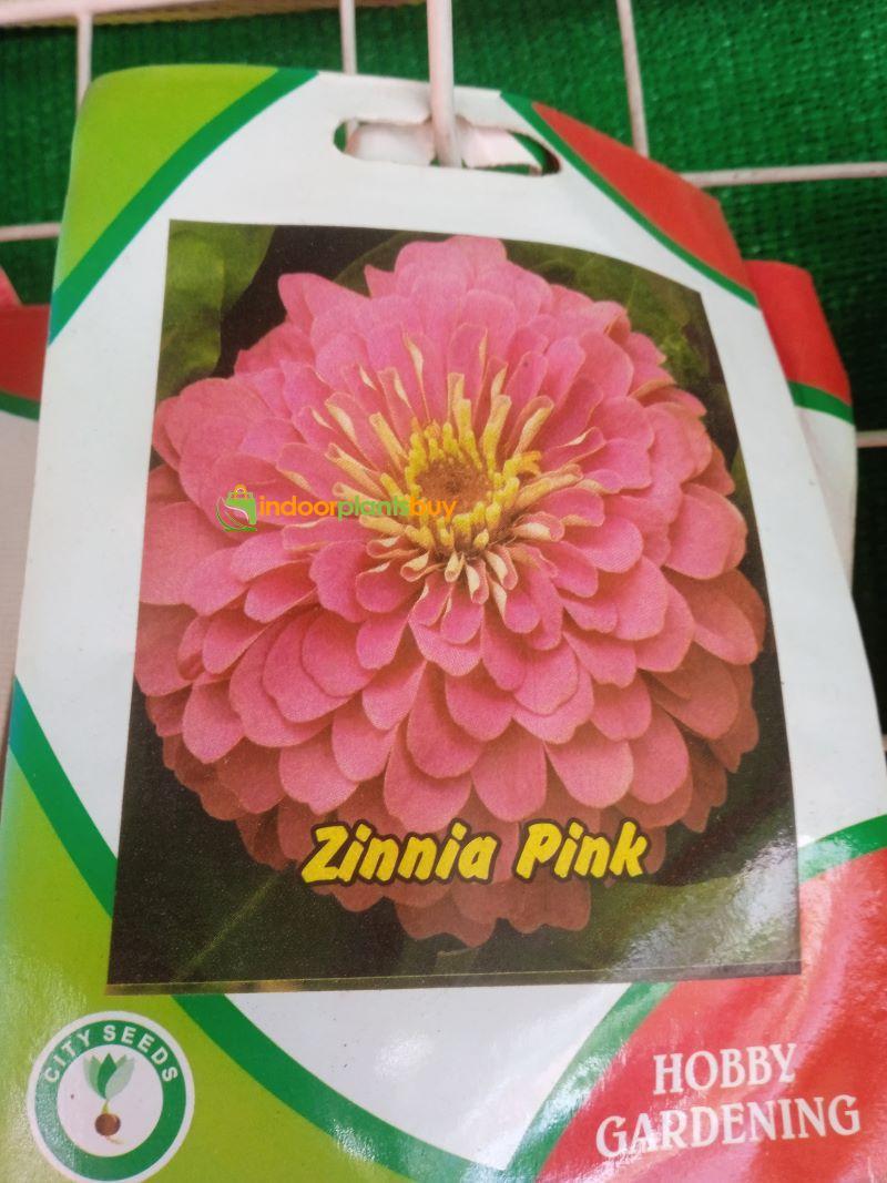 zinnia pink
