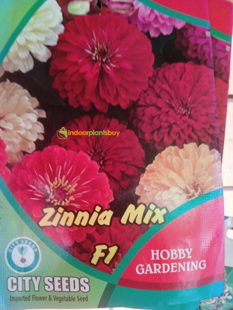 Zinnia all varieties