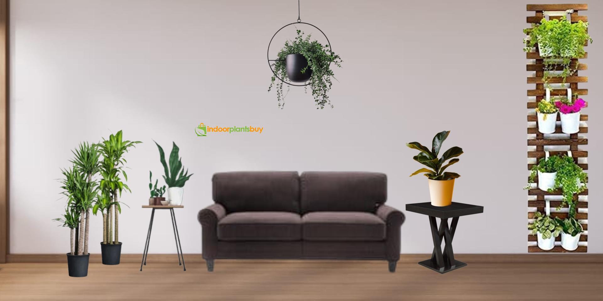 Plants Nursery Online Pots Seeds