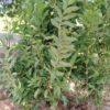 Guava Plant (امرود) | Buy Guava Tree - Image 2