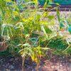 Foxtail palm
