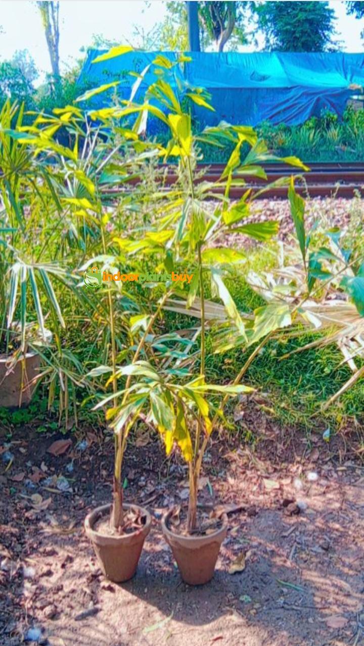Foxtail palm