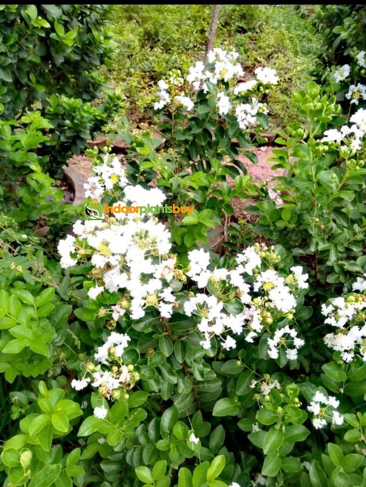White lagerstroemia