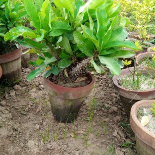 euphorbia milii Plant