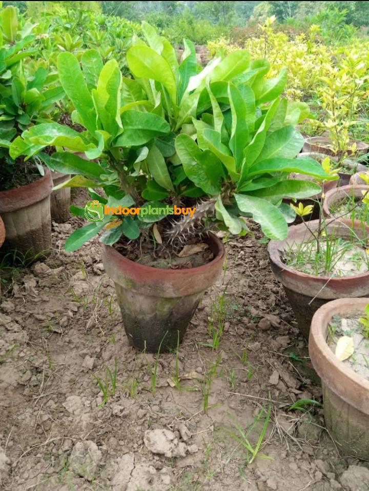 euphorbia milii Plant