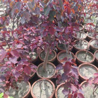 BURNING BUSH (لال جھڑی)