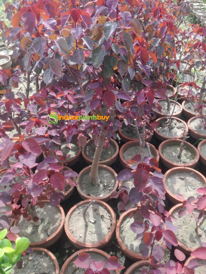 BURNING BUSH (لال جھڑی)