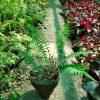 Fern