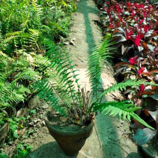 Fern