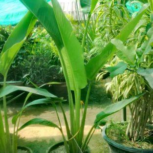 Banana palm