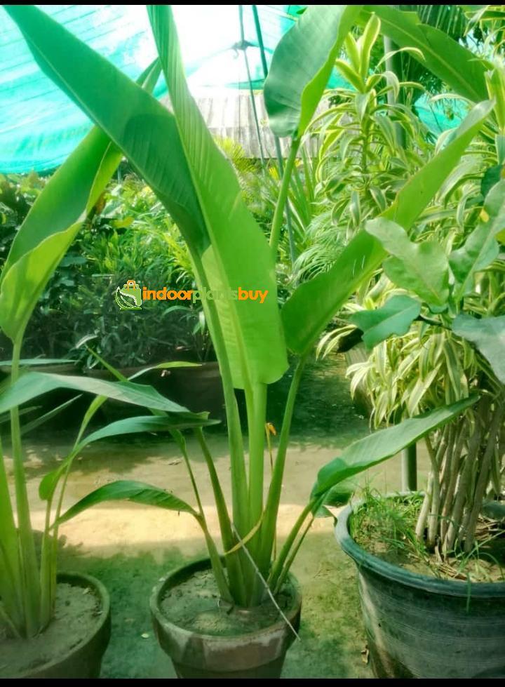 Banana palm