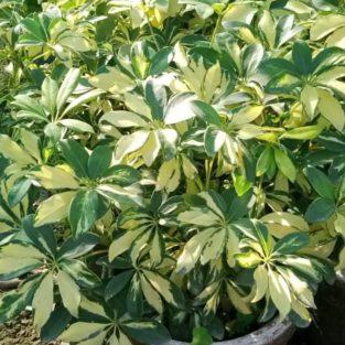 schefflera plant