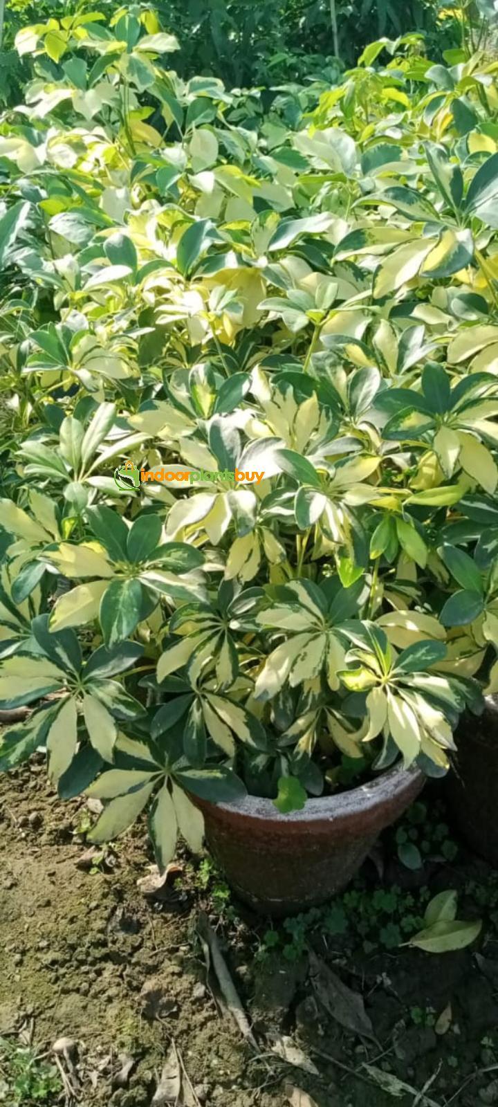 schefflera plant