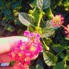 lantana