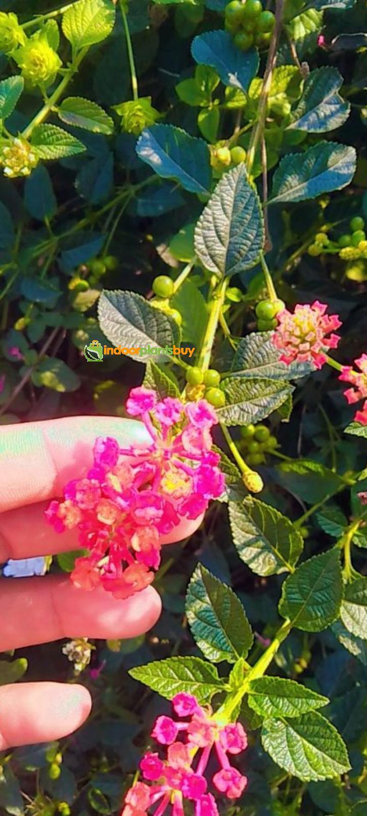 lantana