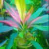 dracaena plant