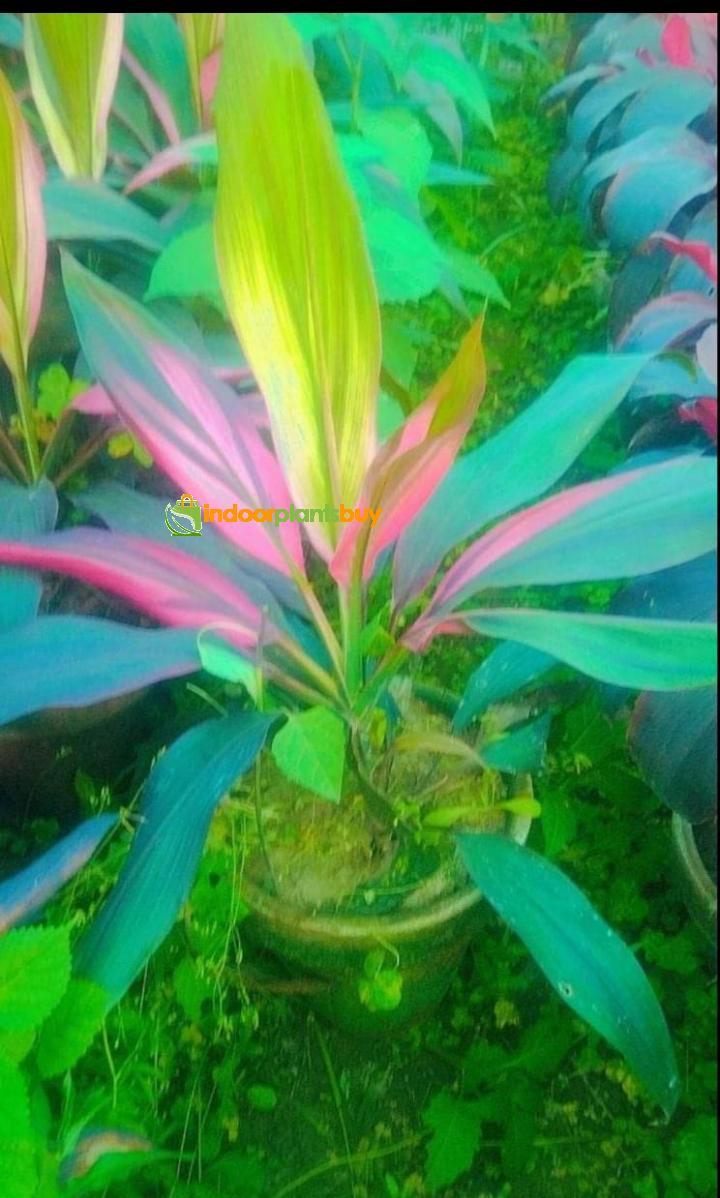 dracaena plant
